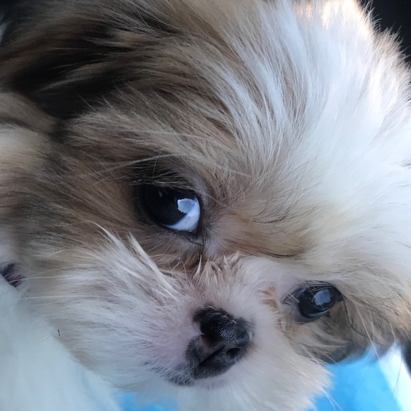 Denim - 🛍LIVE SHOW LISTING! NO HOLDS! NO CANCELLATIONS!